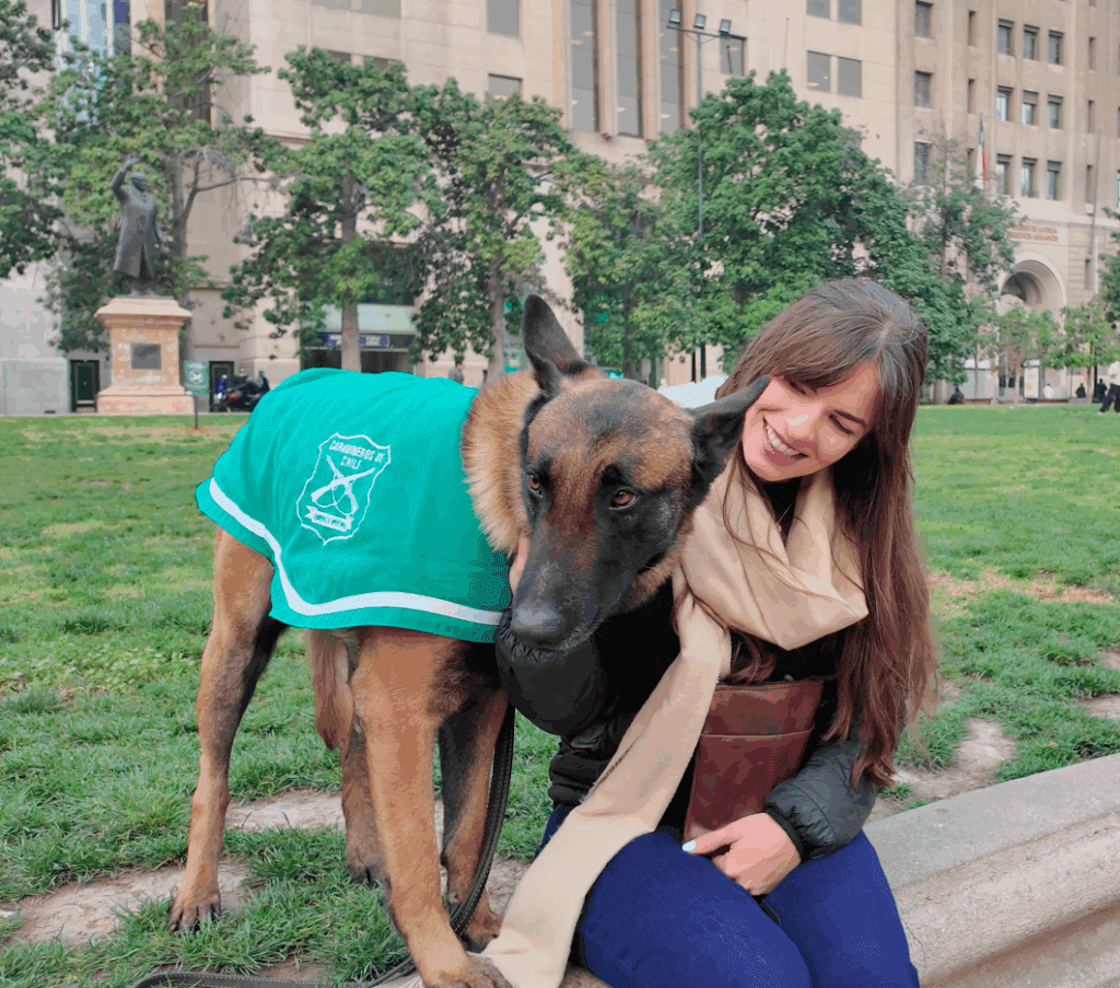 Smiling woman sitting on a low wall, hugging a police dog in a green vest, with a park and large building in the background, in Santiago Chile.
