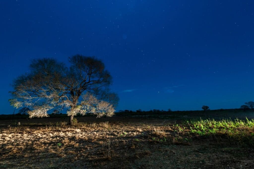 A large tree stands alone in an open field at night under a deep blue sky filled with stars. Soft artificial light illuminates the tree and nearby ground, highlighting its branches and creating a striking contrast with the dark surroundings.
